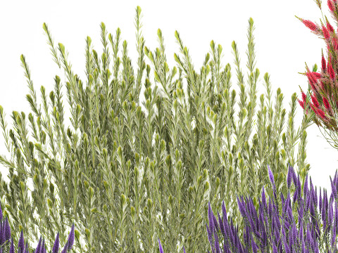 Collezione Cespugli di fiori di campo Calluna Erica Vasi per piante Modello 3D