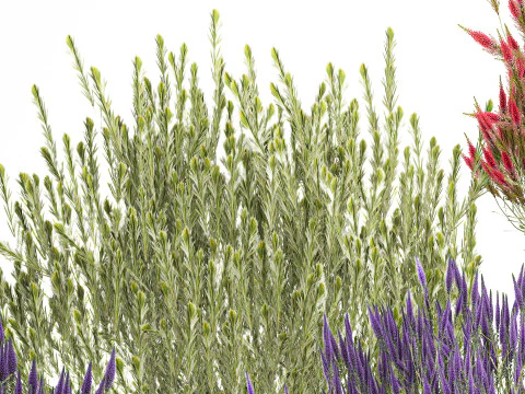 Collection Wildflower Bushes Calluna Heather Plant pots 3D Model