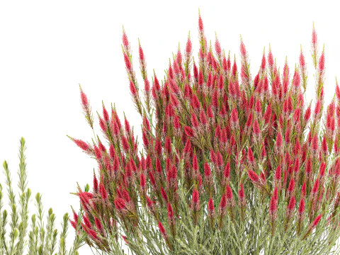 Collection Wildflower Bushes Calluna Heather Plant pots 3D Model