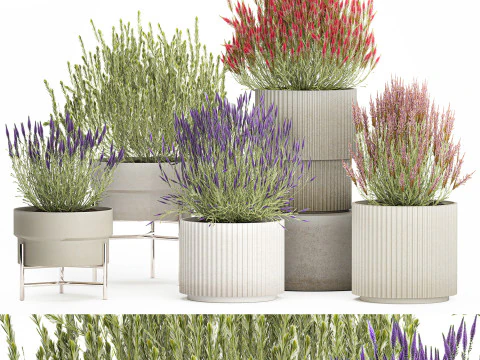 Collection Wildflower Bushes Calluna Heather Plant pots 3D Model