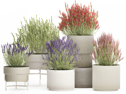 Collection Wildflower Bushes Calluna Heather Plant pots 3D Model