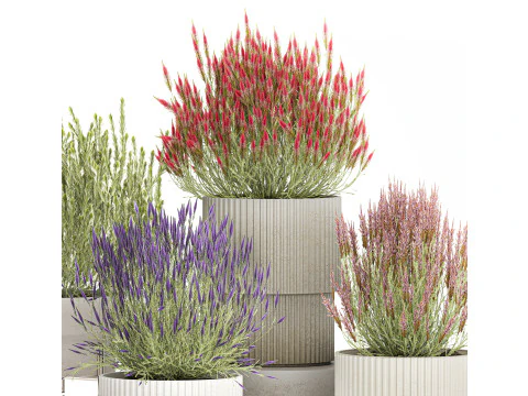 Collection Wildflower Bushes Calluna Heather Plant pots 3D Model