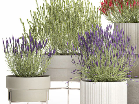 Collection Wildflower Bushes Calluna Heather Plant pots 3D Model