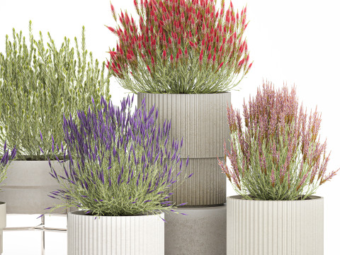 Collezione Cespugli di fiori di campo Calluna Erica Vasi per piante Modello 3D