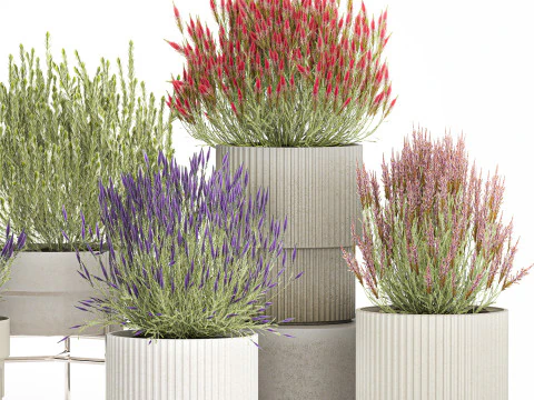 Collection Wildflower Bushes Calluna Heather Plant pots 3D Model