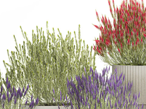 Collection Wildflower Bushes Calluna Heather Plant pots 3D Model