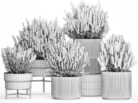 Collection Wildflower Bushes Calluna Heather Plant pots 3D Model