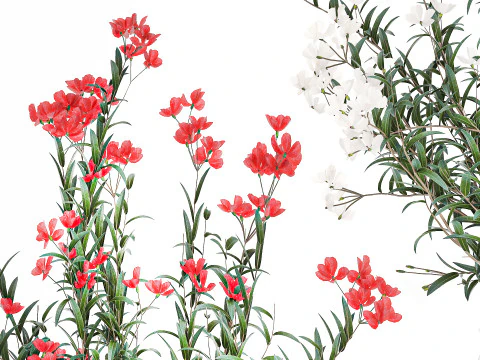 Красиві букети квітів Олеандр Неріум Декор вази 3D Модель