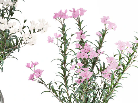 Красиві букети квітів Олеандр Неріум Декор вази 3D Модель