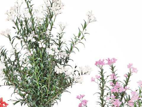 Красиві букети квітів Олеандр Неріум Декор вази 3D Модель