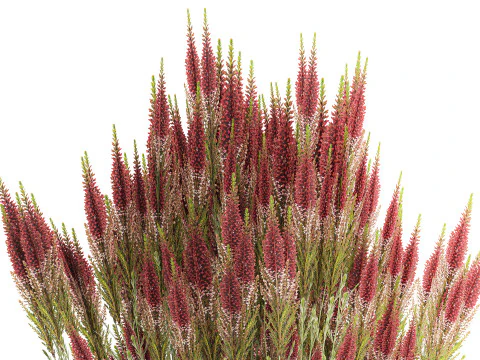 Beautiful bouquet of wildflowers Calluna heather vase 3D Model