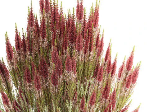 Beautiful bouquet of wildflowers Calluna heather vase 3D Model