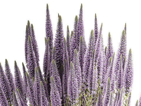 Bellissimo bouquet di fiori di campo Calluna decorazione vaso di erica Modello 3D