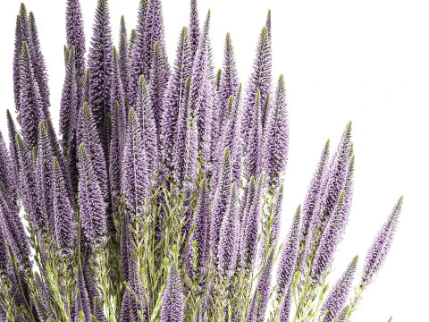 Bellissimo bouquet di fiori di campo Calluna decorazione vaso di erica Modello 3D