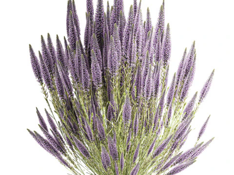 Bellissimo bouquet di fiori di campo Calluna decorazione vaso di erica Modello 3D