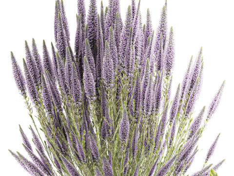 जंगली फूलों के गुलदस्ते कैलुना लैवेंडर संग्रह बर्तन फूलदान सेट 3D मॉडल