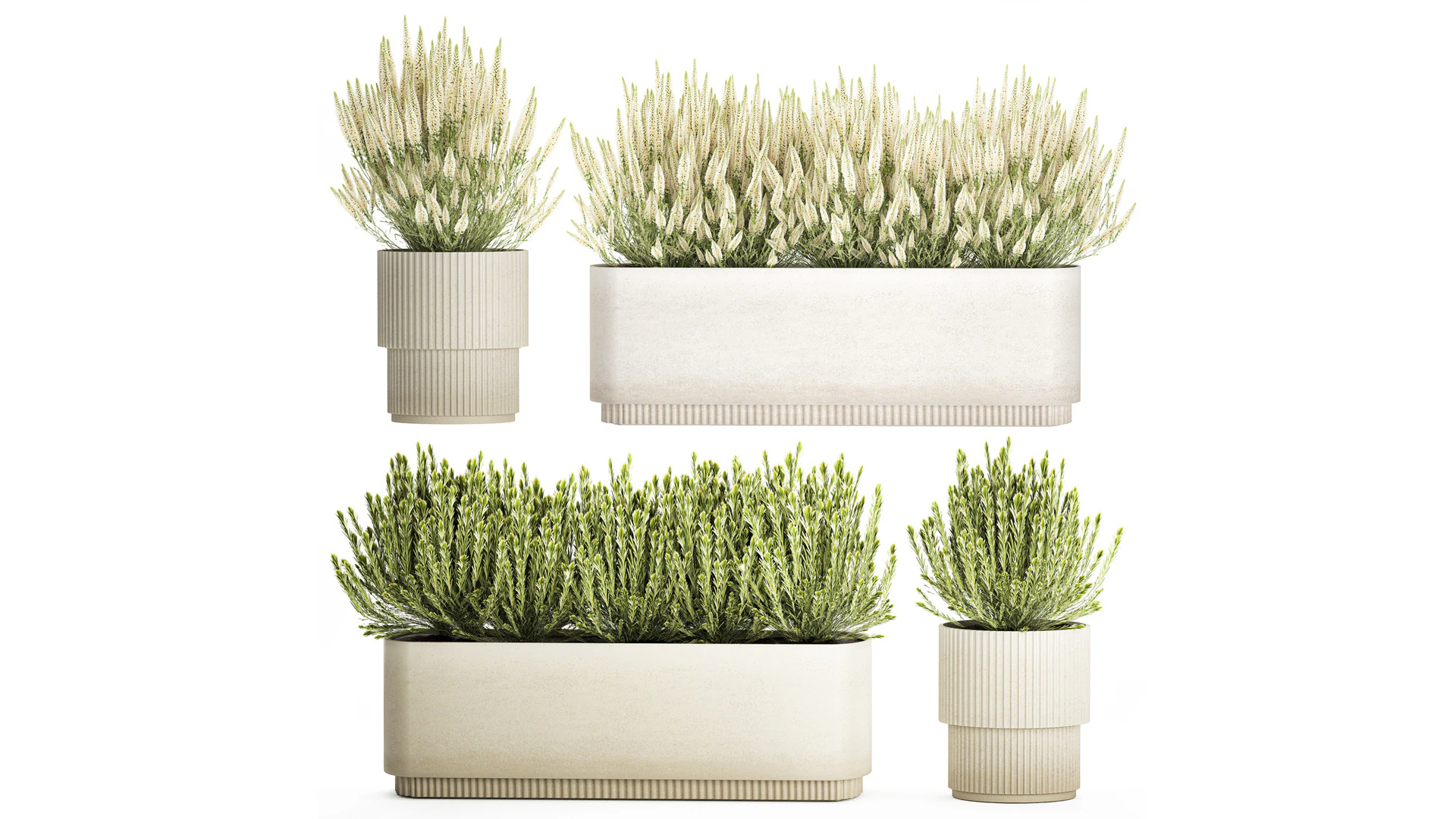 Ollection white wildflower bush Calluna rosemary pots 3D Model .c4d .max .obj .3ds .fbx .stl .blend