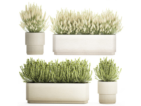 Collectie witte wilde bloemenstruik Calluna rozemarijnpotten 3D Model