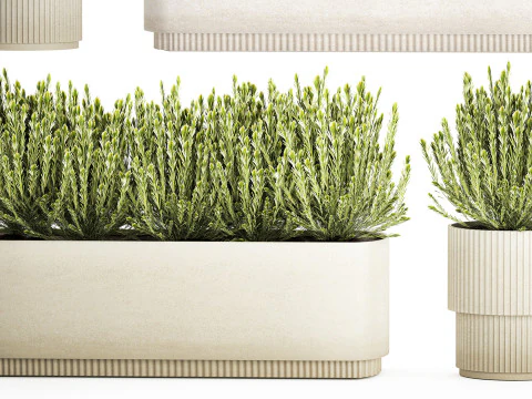 Ollection white wildflower bush Calluna rosemary pots 3D Model