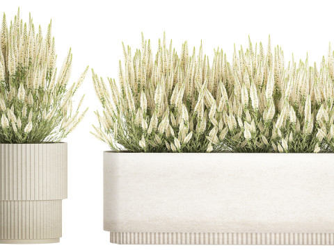 Collezione di cespugli di fiori di campo bianchi Calluna vasi di rosmarino Modello 3D