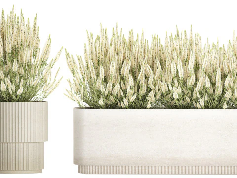 Ollection white wildflower bush Calluna rosemary pots 3D Model