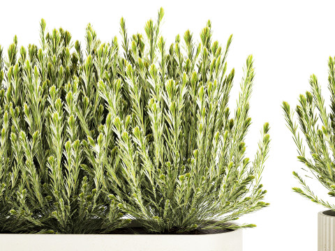 Collezione di cespugli di fiori di campo bianchi Calluna vasi di rosmarino Modello 3D