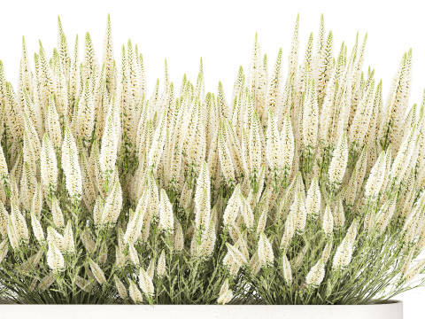 Collezione di cespugli di fiori di campo bianchi Calluna vasi di rosmarino Modello 3D