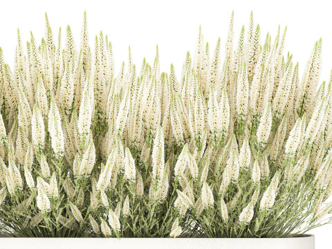 Ollection white wildflower bush Calluna rosemary pots 3D Model