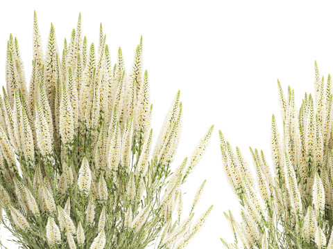 Collezione di cespugli di fiori di campo bianchi Calluna vasi di rosmarino Modello 3D