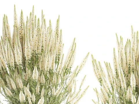 Ollection white wildflower bush Calluna rosemary pots 3D Model