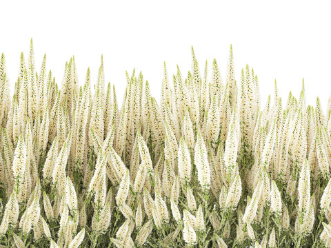 Collezione di cespugli di fiori di campo bianchi Calluna vasi di rosmarino Modello 3D