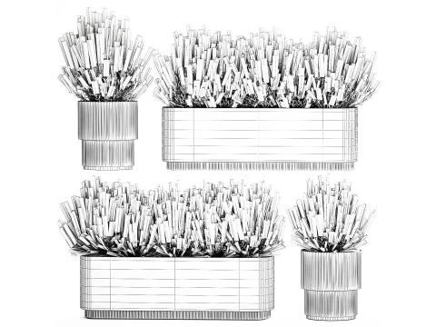 Ollection white wildflower bush Calluna rosemary pots 3D Model