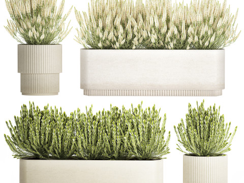 Collezione di cespugli di fiori di campo bianchi Calluna vasi di rosmarino Modello 3D