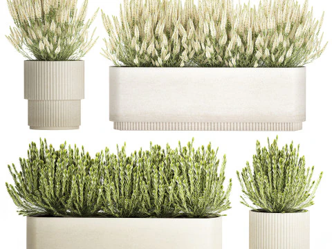Ollection white wildflower bush Calluna rosemary pots 3D Model