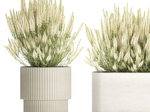 Collezione di cespugli di fiori di campo bianchi Calluna vasi di rosmarino Modello 3D