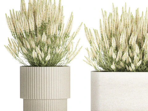 Ollection white wildflower bush Calluna rosemary pots 3D Model