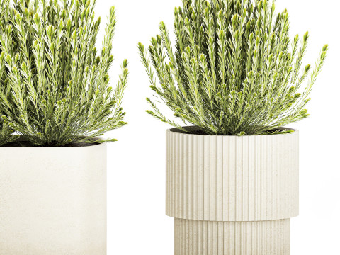 Collezione di cespugli di fiori di campo bianchi Calluna vasi di rosmarino Modello 3D