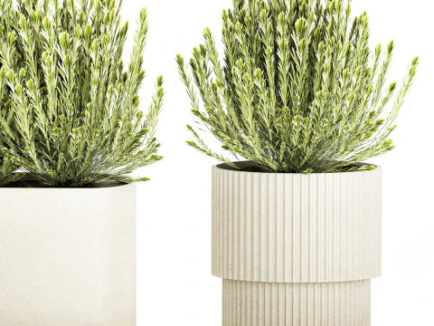 Ollection white wildflower bush Calluna rosemary pots 3D Model