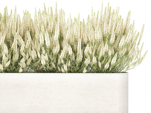 Ollection white wildflower bush Calluna rosemary pots 3D Model