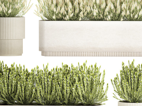 Collezione di cespugli di fiori di campo bianchi Calluna vasi di rosmarino Modello 3D