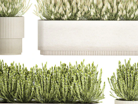 Ollection white wildflower bush Calluna rosemary pots 3D Model