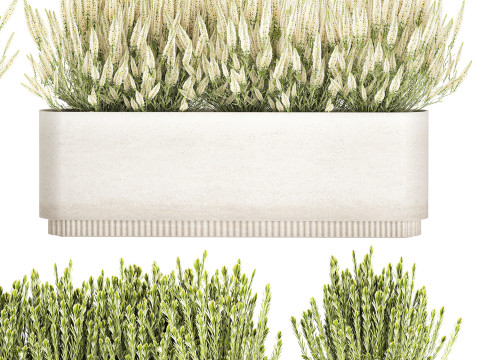 Collezione di cespugli di fiori di campo bianchi Calluna vasi di rosmarino Modello 3D