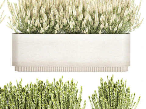 Ollection white wildflower bush Calluna rosemary pots 3D Model