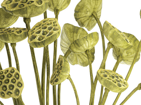 Um lindo buqu&ecirc; de vaso de ramos de l&oacute;tus verdes secos Modelo 3D