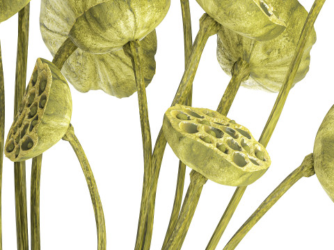 Um lindo buqu&ecirc; de vaso de ramos de l&oacute;tus verdes secos Modelo 3D