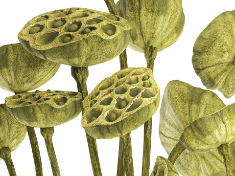 Um lindo buqu&ecirc; de vaso de ramos de l&oacute;tus verdes secos Modelo 3D