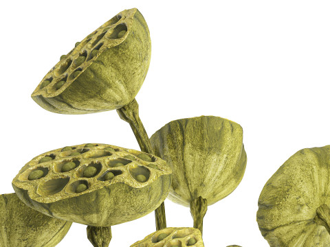 Um lindo buqu&ecirc; de vaso de ramos de l&oacute;tus verdes secos Modelo 3D