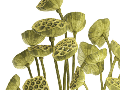 Um lindo buqu&ecirc; de vaso de ramos de l&oacute;tus verdes secos Modelo 3D