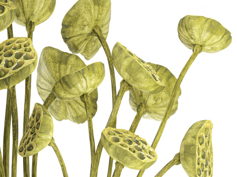 Um lindo buqu&ecirc; de vaso de ramos de l&oacute;tus verdes secos Modelo 3D