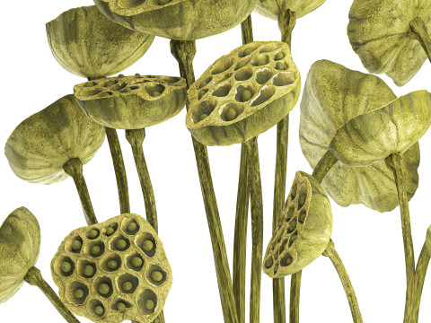 Um lindo buqu&ecirc; de vaso de ramos de l&oacute;tus verdes secos Modelo 3D